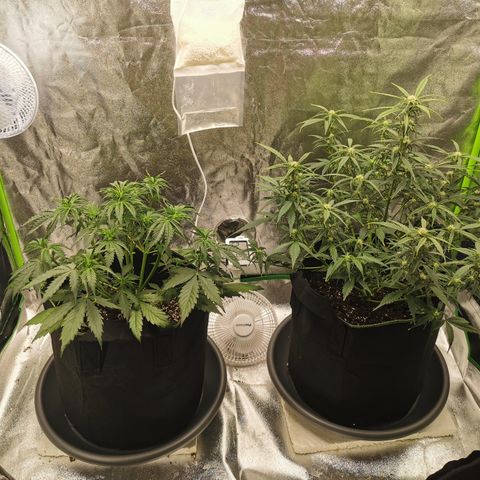 Auto Cinderella Jack growlog timeline photo