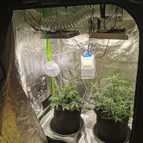 Auto Cinderella Jack growlog timeline photo