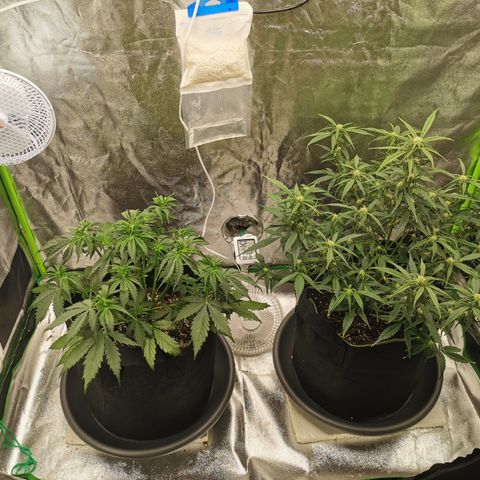 Auto Cinderella Jack growlog timeline photo