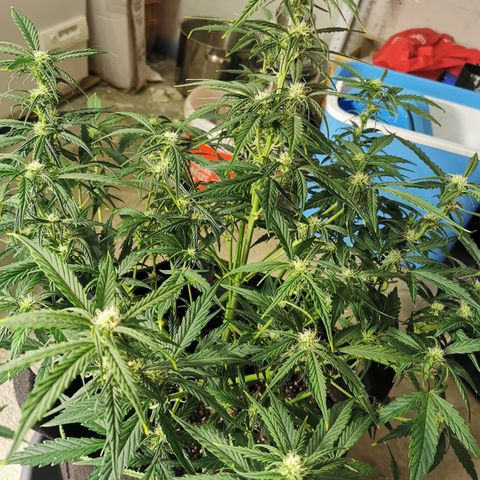 Auto Cinderella Jack growlog timeline photo