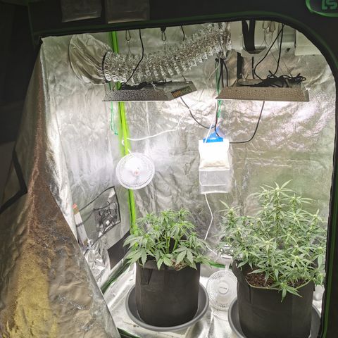 Auto Cinderella Jack growlog timeline photo