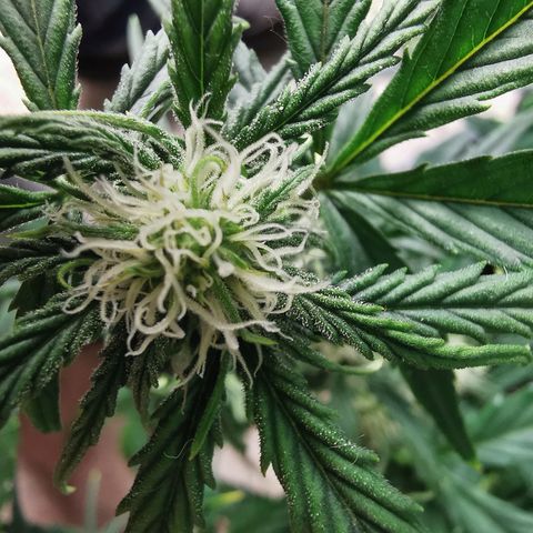 Auto Cinderella Jack growlog timeline photo
