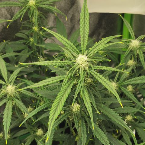 Auto Cinderella Jack growlog timeline photo