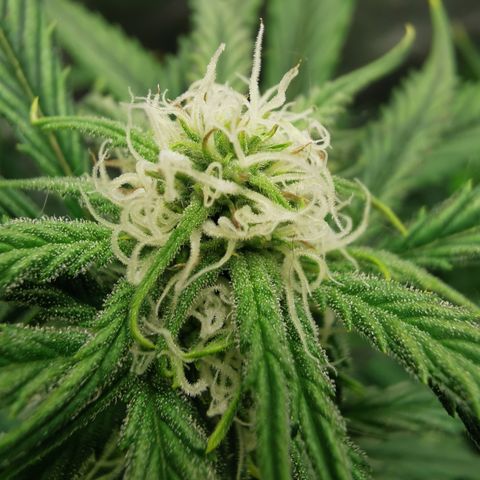 Auto Cinderella Jack growlog timeline photo