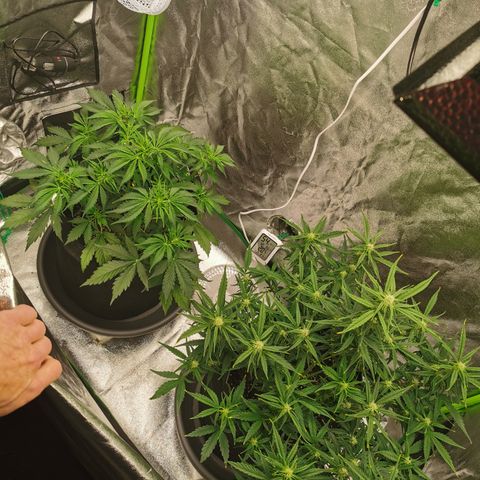 Auto Cinderella Jack growlog timeline photo