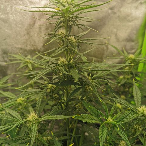 Auto Cinderella Jack growlog timeline photo