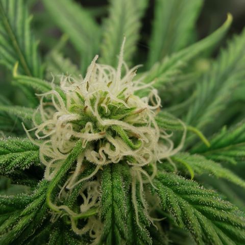 Auto Cinderella Jack growlog timeline photo