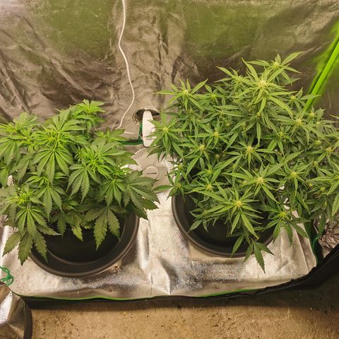 Auto Cinderella Jack growlog timeline photo