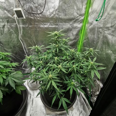 Auto Cinderella Jack growlog timeline photo