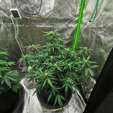 Auto Cinderella Jack growlog timeline photo