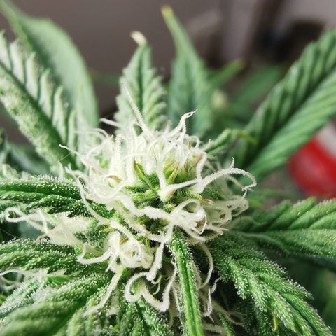 Auto Cinderella Jack growlog timeline photo