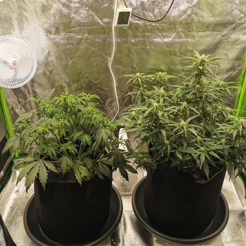 Auto Cinderella Jack growlog timeline photo