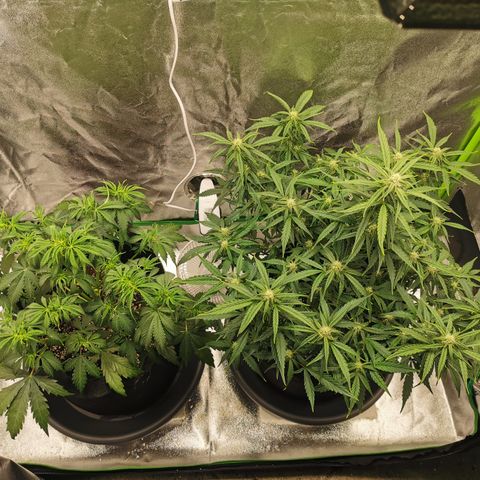 Auto Cinderella Jack growlog timeline photo