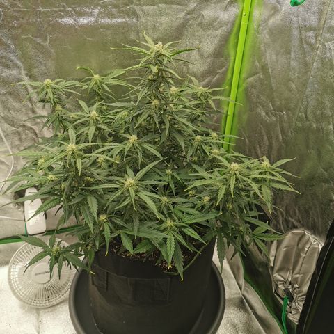 Auto Cinderella Jack growlog timeline photo