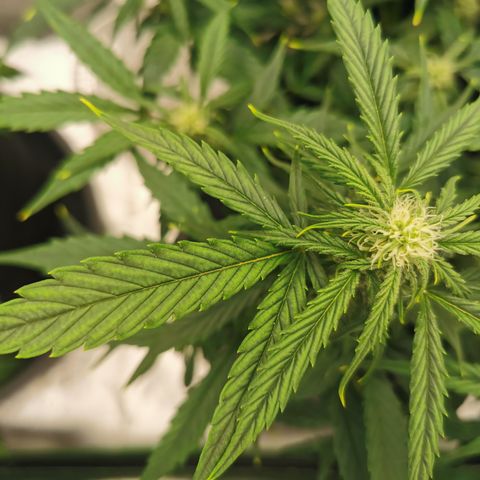 Auto Cinderella Jack growlog timeline photo
