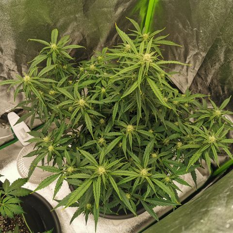 Auto Cinderella Jack growlog timeline photo