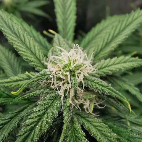 Auto Cinderella Jack growlog timeline photo