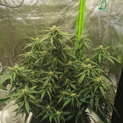 Auto Cinderella Jack growlog timeline photo