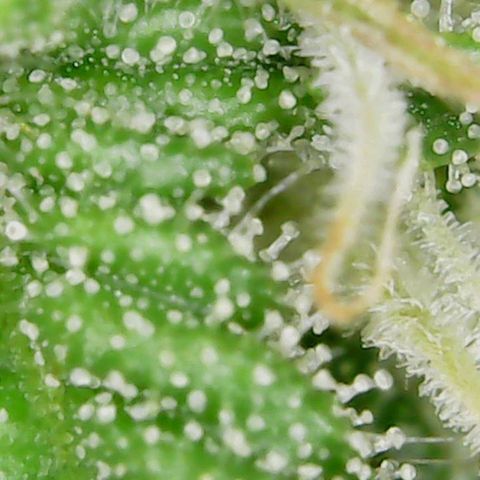 Auto Cinderella Jack growlog timeline photo
