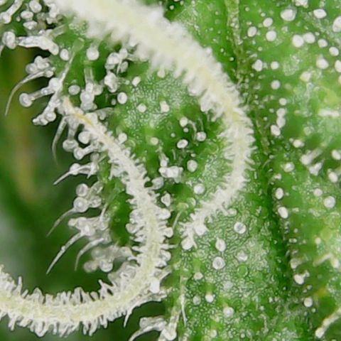 Auto Cinderella Jack growlog timeline photo