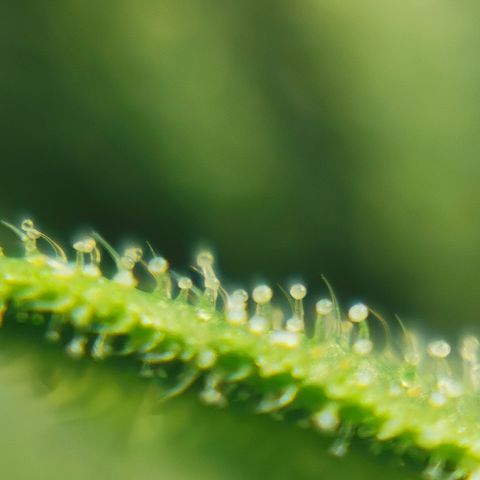 Auto Cinderella Jack growlog timeline photo
