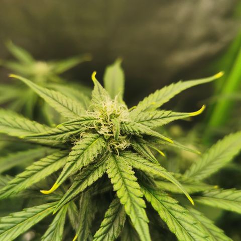 Auto Cinderella Jack growlog timeline photo