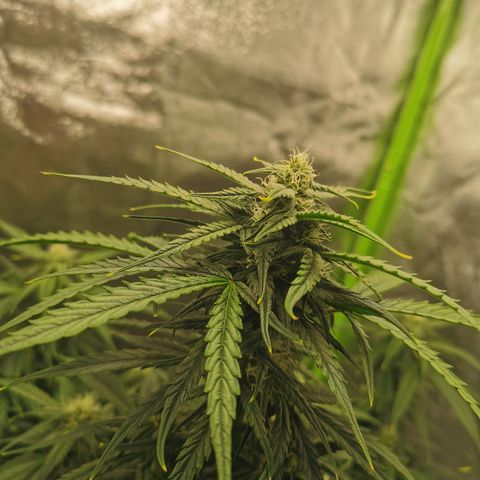 Auto Cinderella Jack growlog timeline photo