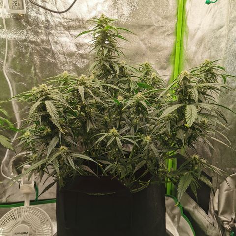 Auto Cinderella Jack growlog timeline photo