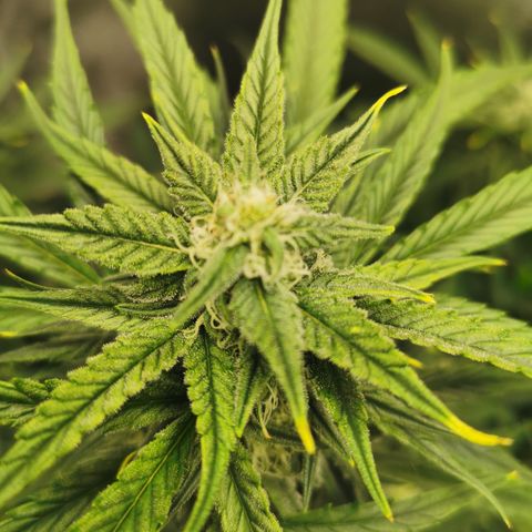 Auto Cinderella Jack growlog timeline photo