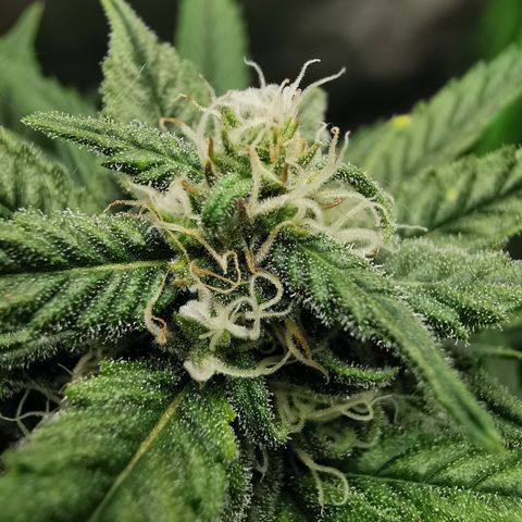 Auto Cinderella Jack growlog timeline photo