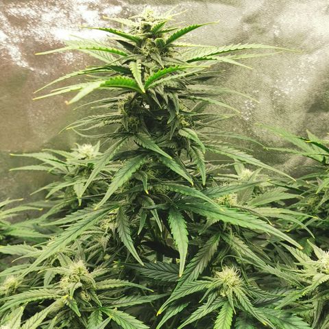 Auto Cinderella Jack growlog timeline photo