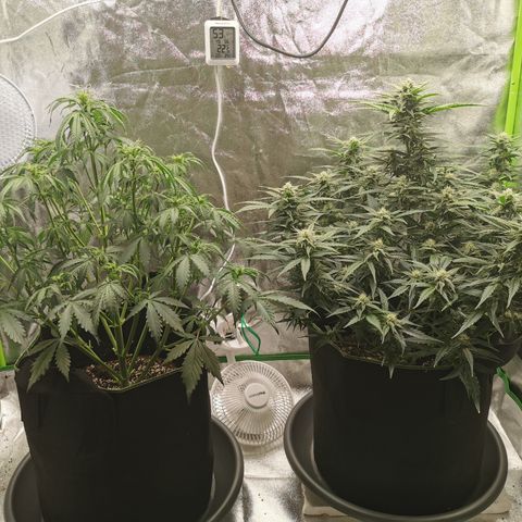 Auto Cinderella Jack growlog timeline photo