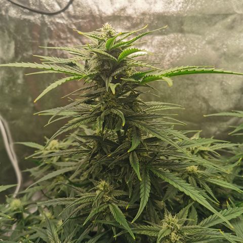Auto Cinderella Jack growlog timeline photo
