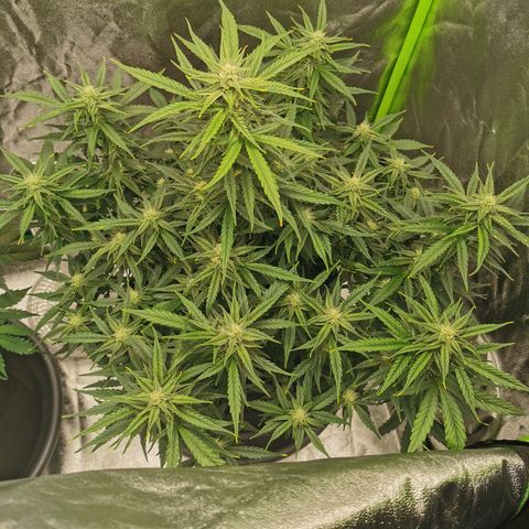 Auto Cinderella Jack growlog timeline photo
