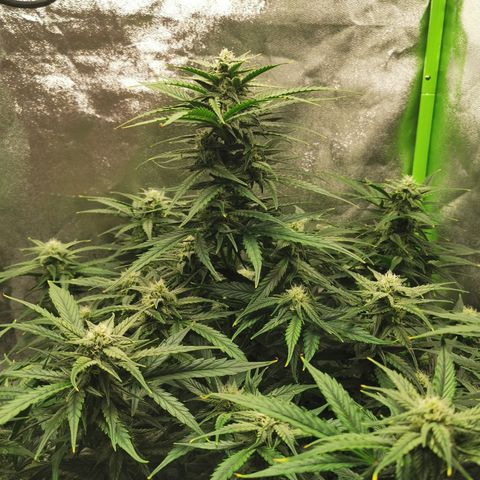 Auto Cinderella Jack growlog timeline photo