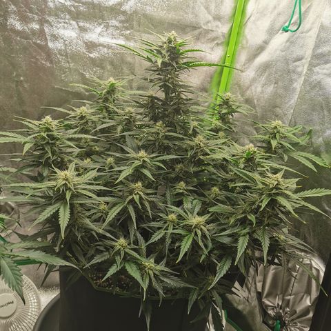 Auto Cinderella Jack growlog timeline photo