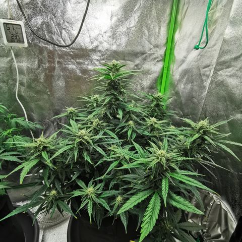 Auto Cinderella Jack growlog timeline photo