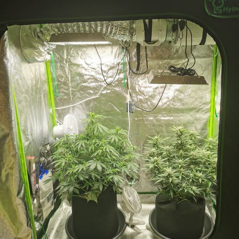 Auto Cinderella Jack growlog timeline photo