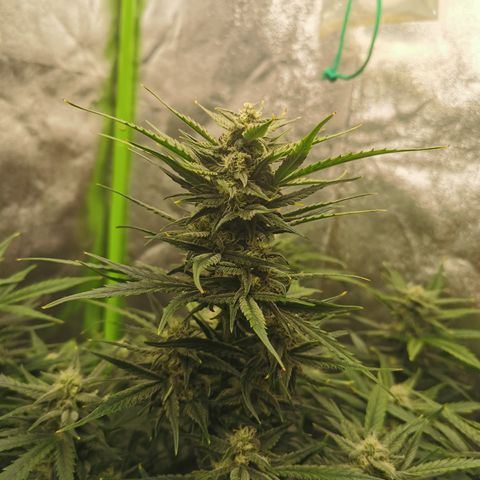 Auto Cinderella Jack growlog timeline photo