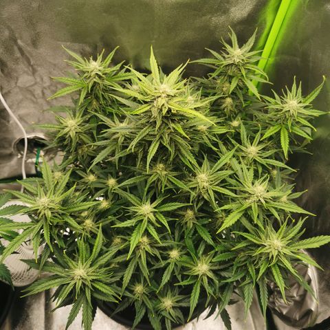 Auto Cinderella Jack growlog timeline photo