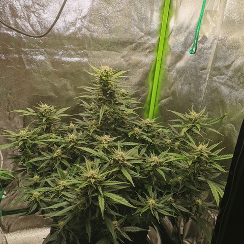 Auto Cinderella Jack growlog timeline photo