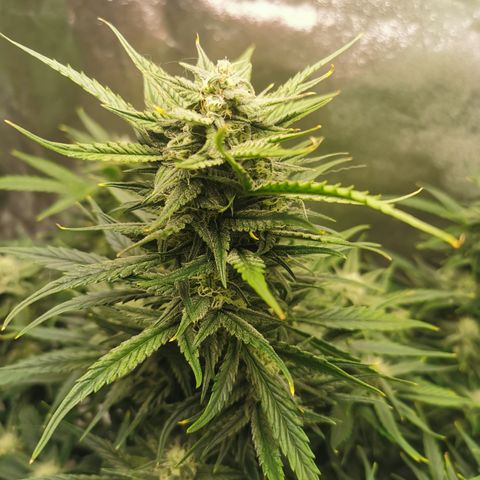 Auto Cinderella Jack growlog timeline photo
