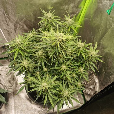 Auto Cinderella Jack growlog timeline photo