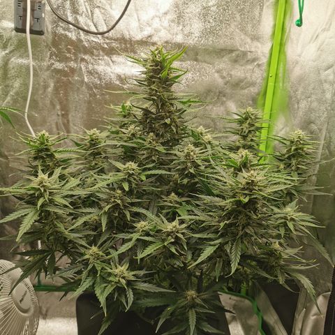 Auto Cinderella Jack growlog timeline photo