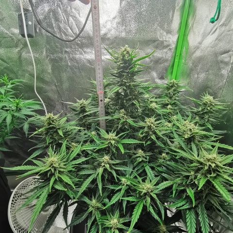 Auto Cinderella Jack growlog timeline photo