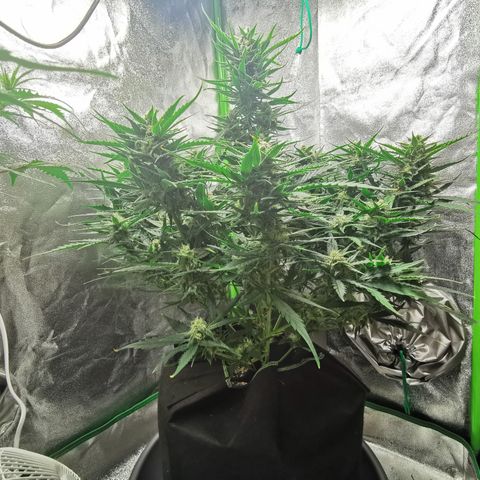 Auto Cinderella Jack growlog timeline photo