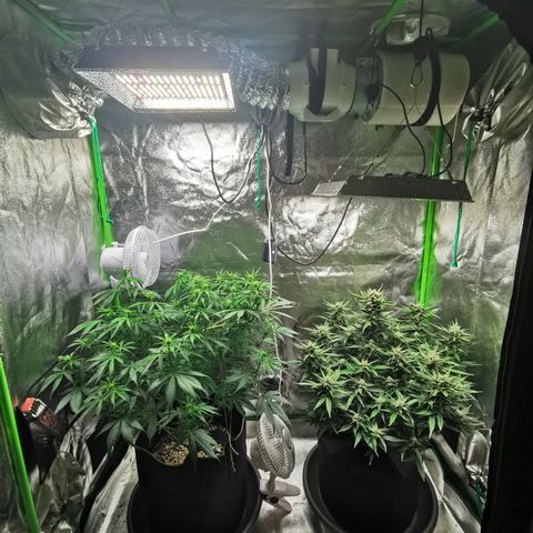 Auto Cinderella Jack growlog timeline photo