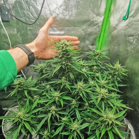 Auto Cinderella Jack growlog timeline photo