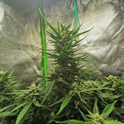 Auto Cinderella Jack growlog timeline photo