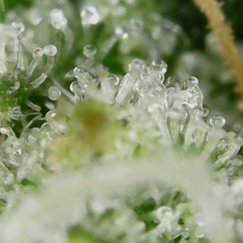 Auto Cinderella Jack growlog timeline photo